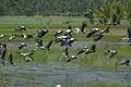 Openbill storks