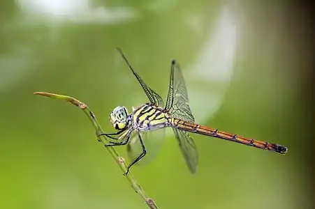 Lathrecista asiatica female