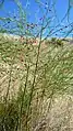 Asparagus officinalis next to the Columbia River in East Wenatchee, Douglas County, Washington