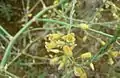 Asparagus prostratus flowers