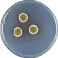 Aspergillus aureolatus growing on CYA plate