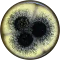 Aspergillus labruscus growing on MEAOX plate