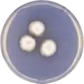 Aspergillus spectabilis growing on CYA plate