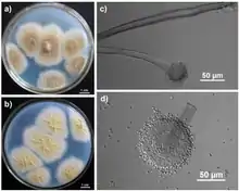 (a) Colonies growing in Czapek’s agar for 7 days; (b) The yellowish colonies observed from the reverse side of the Czapek’s agar; (c) Sporophore and spherical sporangium; (d) Conidia and sporangium with bilayer structure