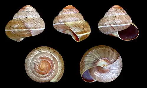 Asperitas sparsa