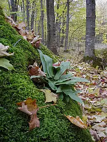 Example of the North American variety.