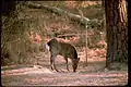 Deer on Assateague