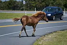 Humans and horses are often brought into proximity on the island.