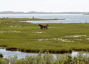 Horses in marshland