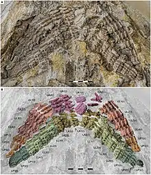 Jaws of the hybodontid Asteracanthus, showing the arrangement of the teeth in jaws