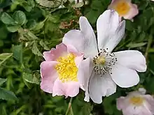 Dog rose