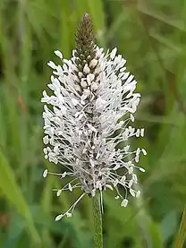 Hoary plantain