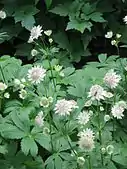 Astrantia major