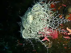 Basket star Astrocladus euryale at Tafelberg Deep reef