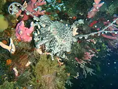 Basket star Astrocladus euryale at Tafelberg Deep reef