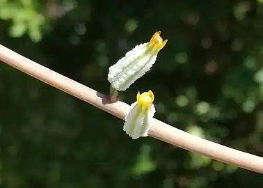 The wrinkled ("rugose") flowers of A. spiralis.