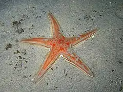 Astropecten aranciacus