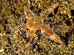 Astropecten polycanthus