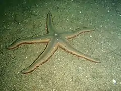 Astropecten preissei