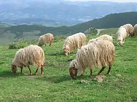 Asturian sheep grazing in the Picos de Europa