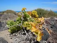 Astydamia latifolia