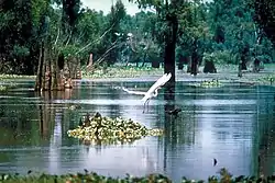 Image 35French Acadians, who came to be known as Cajuns, settled in southern Louisiana, especially along the banks of its major bayous. (from Louisiana)