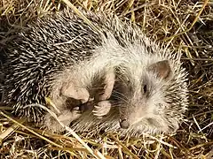 The Algerian, or North African, hedgehog (Atelerix algirus)