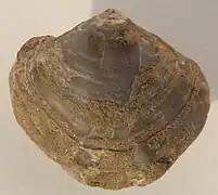 Athyris concentrica, pedicle valve