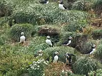 A group of puffins stands before burrows dug into a grassy bank.