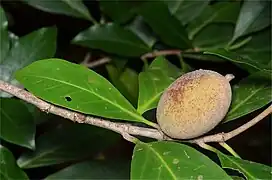 Fruit