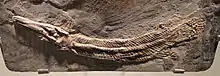 The lepisosteiform Atractosteus strausi from the Eocene Messel Formation of Germany