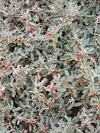 Invasive growth in the Canary Islands, Spain