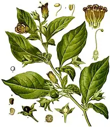 Deadly nightshade, Atropa belladonna, yields tropane alkaloids including atropine, scopolamine and hyoscyamine.