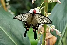 Dorsal view