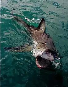 Image 14Clear agonistic behaviour observed in Great White Shark (from Shark agonistic display)