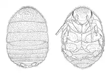 "Attaphila fungicola" female