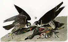 Peregrine falconFalco peregrinus