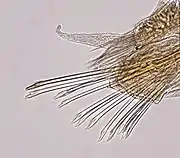 Median cirrigerous parapodium from a specimen from Museums Victoria