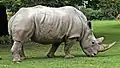 Zoo Augsburg, Nashorn