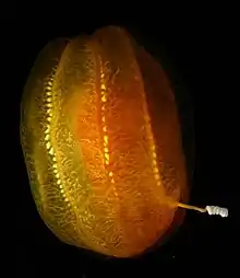 Egg-shaped cydippid ctenophore