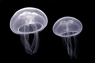 Aurelia aurita in the Pairi Daiza aquarium, Belgium.