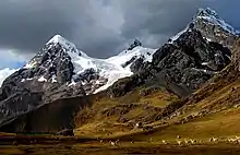 Image 14Herds of alpacas near Ausangate mountain (from Andes)