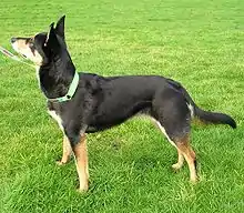 Australian Kelpie Genotype at black and tan