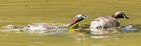 A pair of adults building a nest