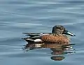 Male adult at Lake Monger