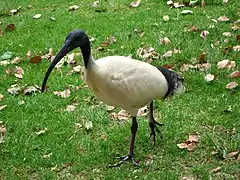 Australian white ibis