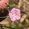 Australian Bindweed, Milbrulong State Forest