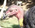 Australian brushturkey portrait, taken while feeding