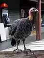 Standing on a wooden bench in a public picnic area