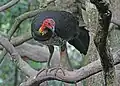 Australian brushturkey in Queensland